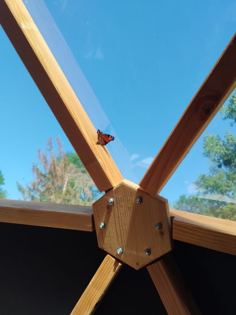 Papillon posé dans la bulle sous le ciel bleu