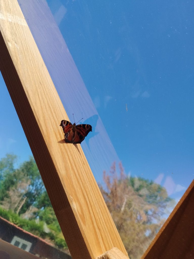 Papillon posé sur la structure en bois de la bulle