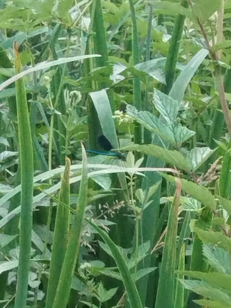 Libellule bleue dans les herbes du jardin des Bulles d’Aidant